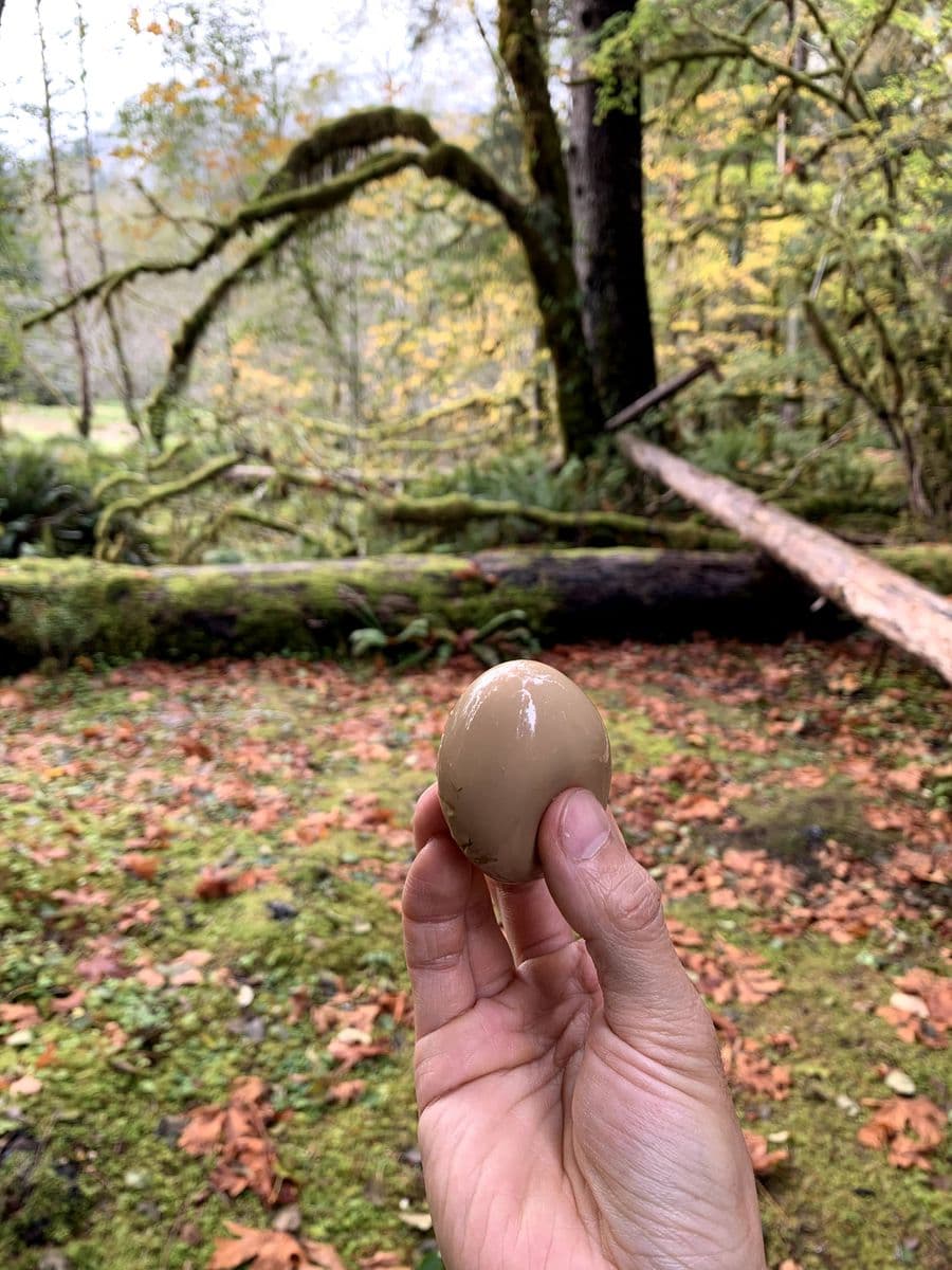 Ramen egg cross-section showing golden gooey yolk